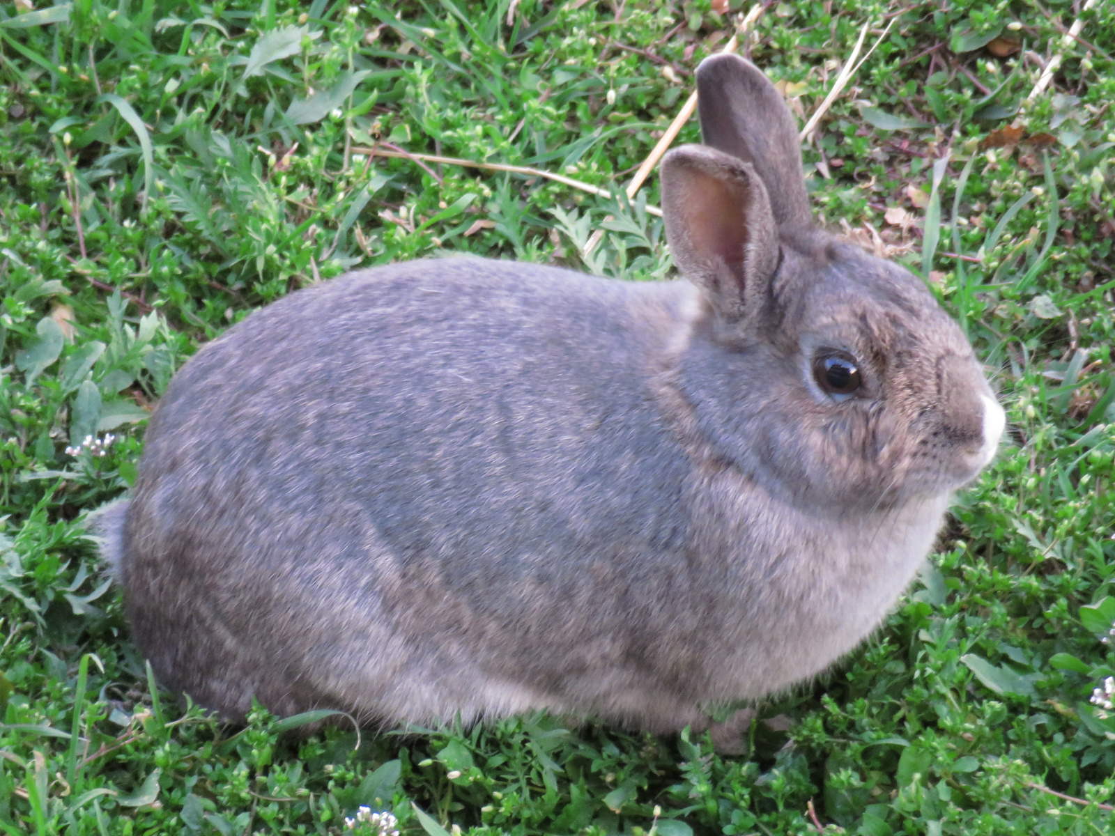 for the birds (mostly) - Wabbit